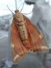 Euplagia quadripunctaria